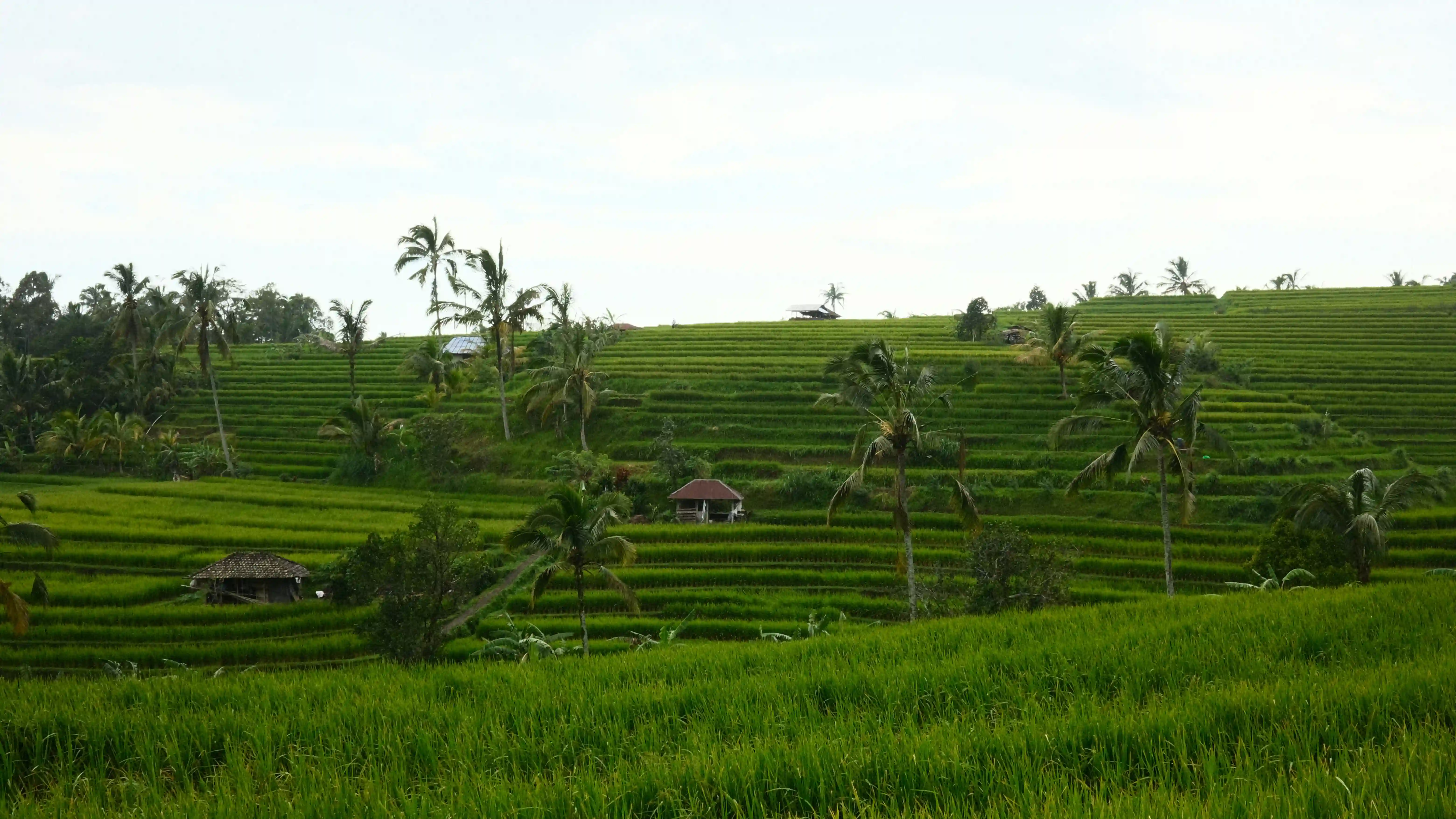 bali-tegallalang-rice-terraces