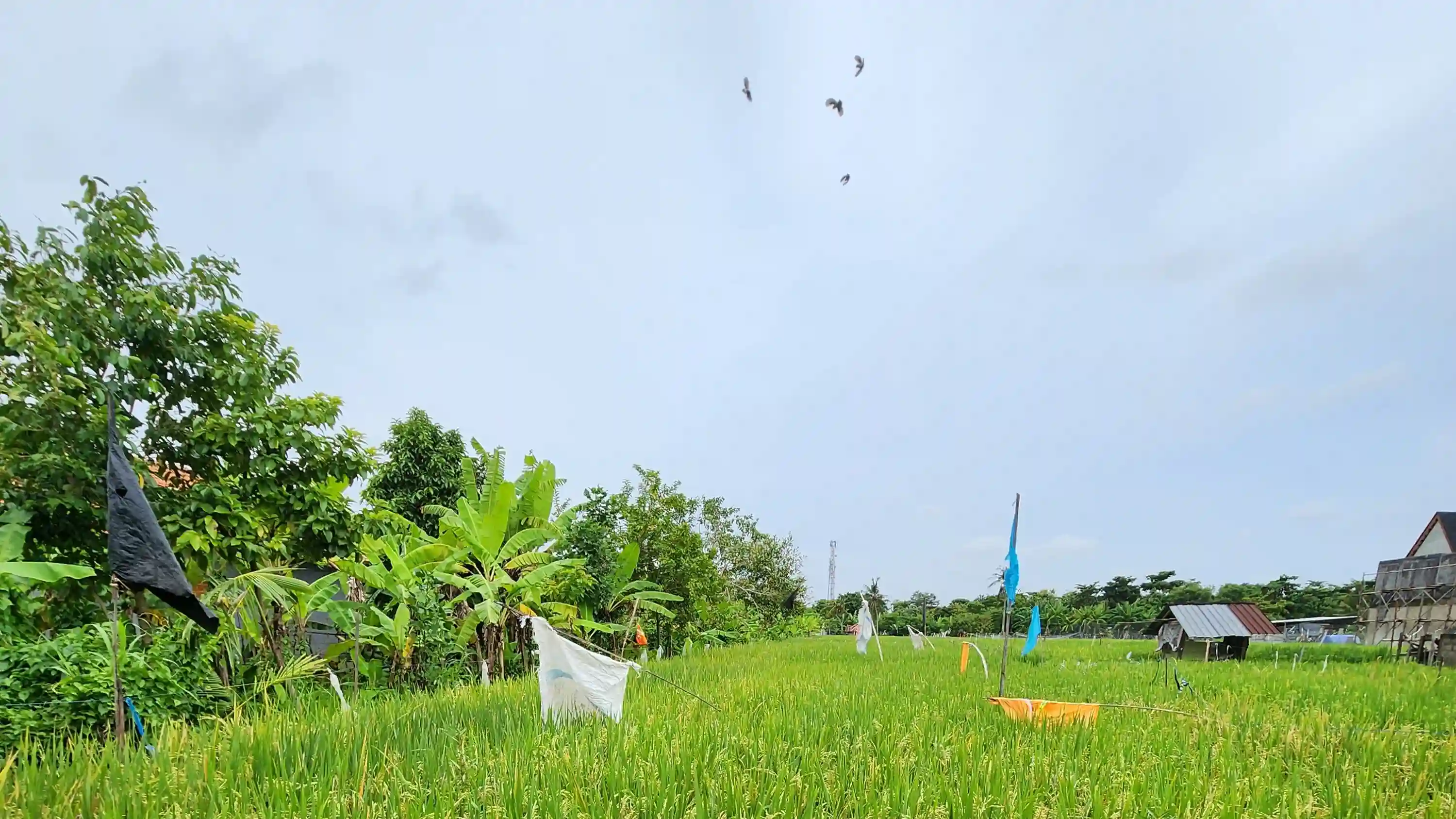 bali-petitenget-rice-field
