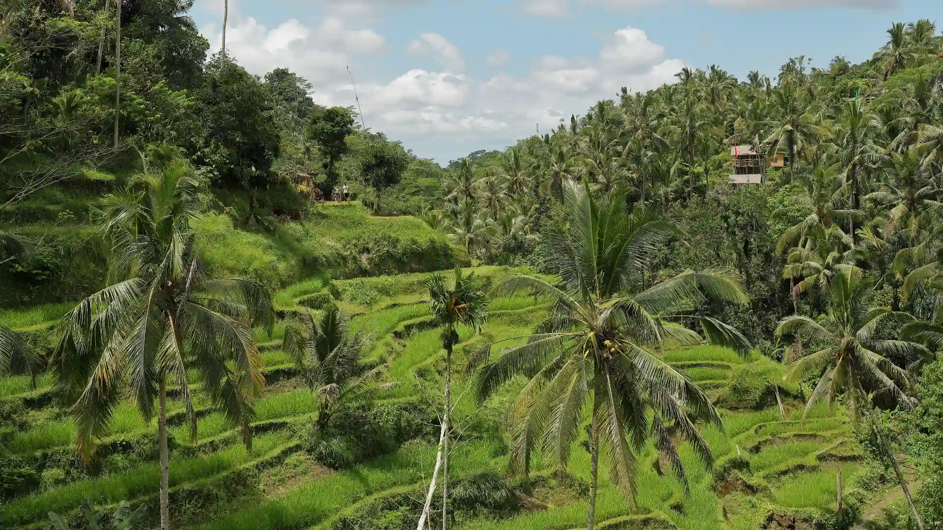 bali-tegallalang-rice-terrace